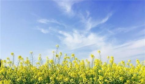 油菜花的花语是什么？油菜花象征着什么含义？