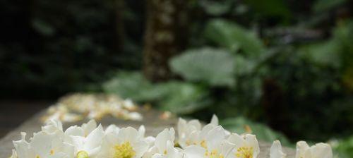 油桐花的花语是什么？油桐花代表的含义有哪些？