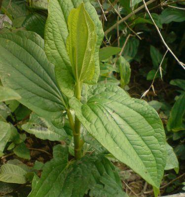 豆青是什么植物？豆青植物的特点和用途是什么？