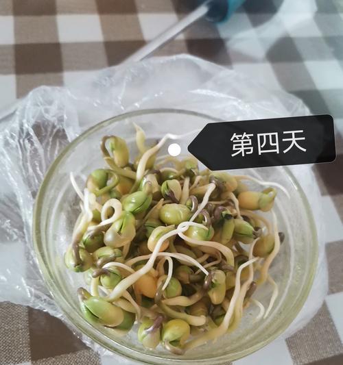 豆芽生长习性有哪些？如何创造最佳生长环境条件？