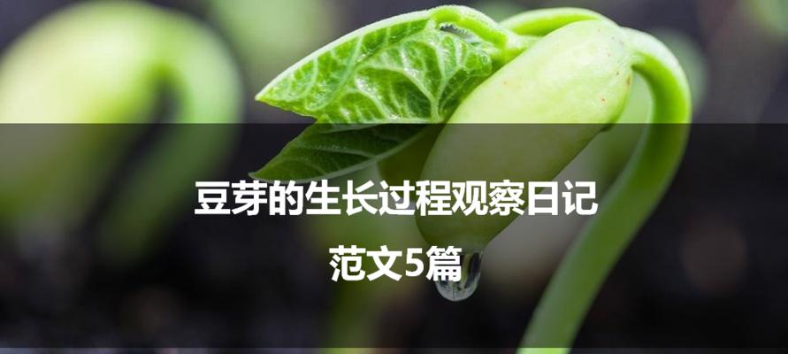 豆芽的生长周期是多长时间？如何在家快速培育豆芽？