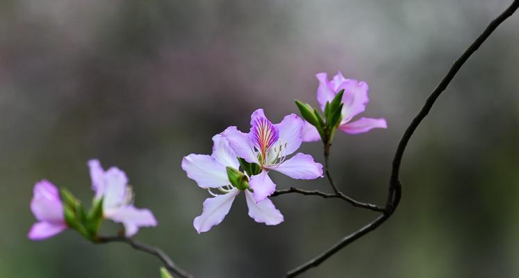 紫荆花语的含义是什么？紫荆花代表了哪些情感表达？