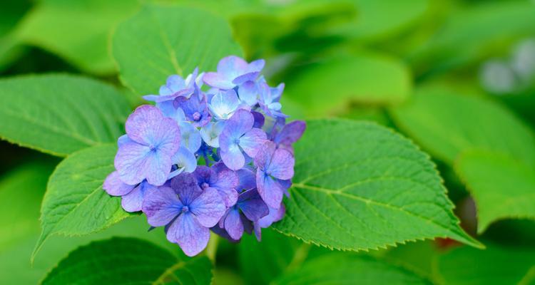 紫阳花的花语是什么？如何正确解读紫阳花的含义？