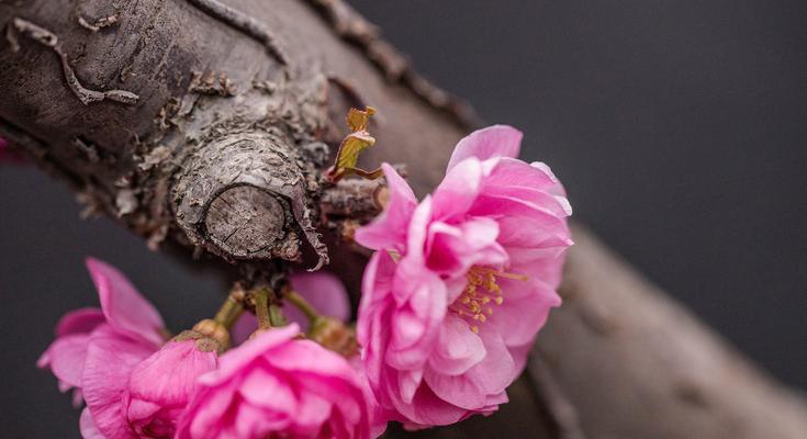 桃花的寓意和象征是什么？如何在家居装饰中运用？