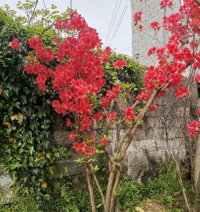 杜鹃花在家门口种植的注意事项是什么？