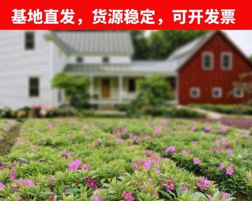 杜鹃花可以种在院子里吗？院子里种植杜鹃花的注意事项是什么？