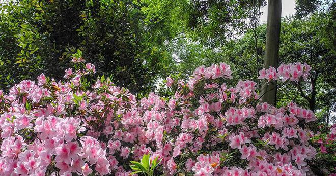 杜鹃花属于木本植物吗？如何区分木本与草本花卉？