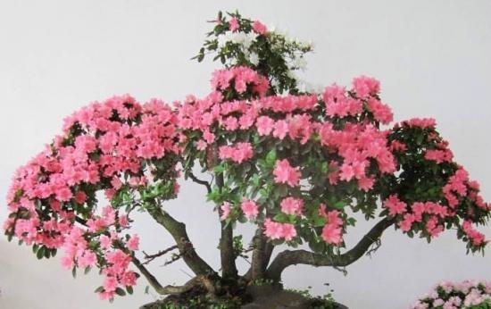 杜鹃花属于木本植物吗？如何区分木本与草本花卉？