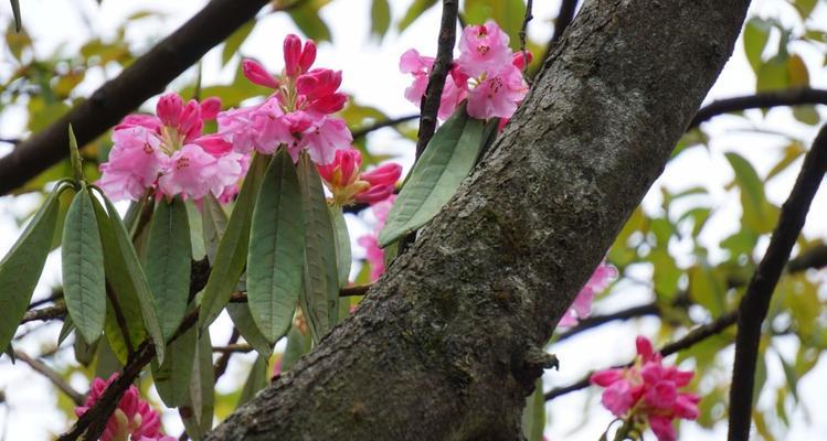 杜鹃花属于木本植物吗？如何区分木本与草本花卉？