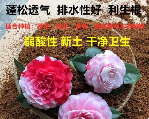 杜鹃花适合什么土种植？如何选择最佳土壤类型？