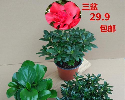 杜鹃花种植时选择大盆还是小盆好？哪种更适合？