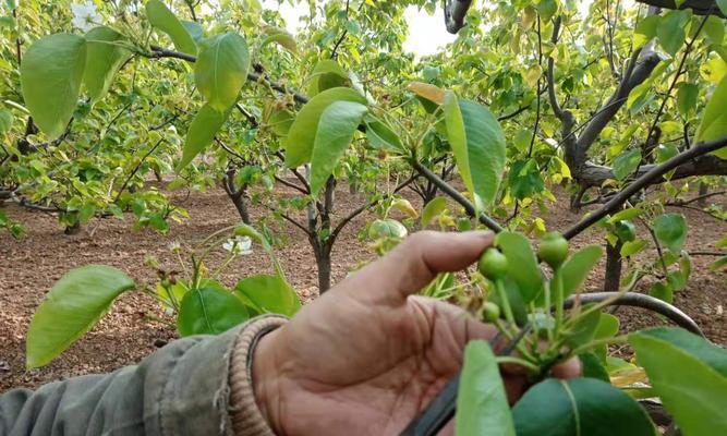 杜梨种子种植方法是什么？如何确保高成活率？