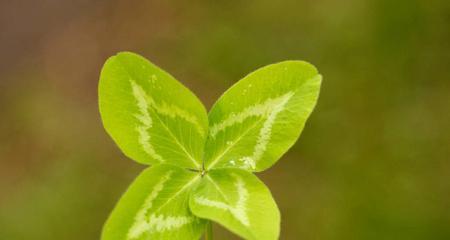 象征自由自在的植物有哪些？它们各自代表什么含义？