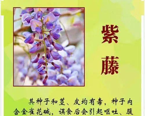 岩蔷薇花语是什么？它代表了哪些意义？