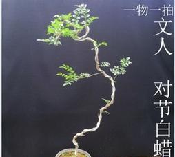 对节白蜡扦插需要多长时间才能生根？