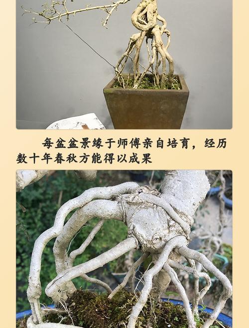 对节白蜡修剪方法是什么？修剪步骤和注意事项有哪些？