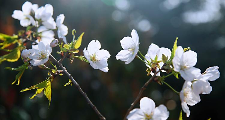 樱花的寓意和花语是什么？如何理解樱花的花语象征？