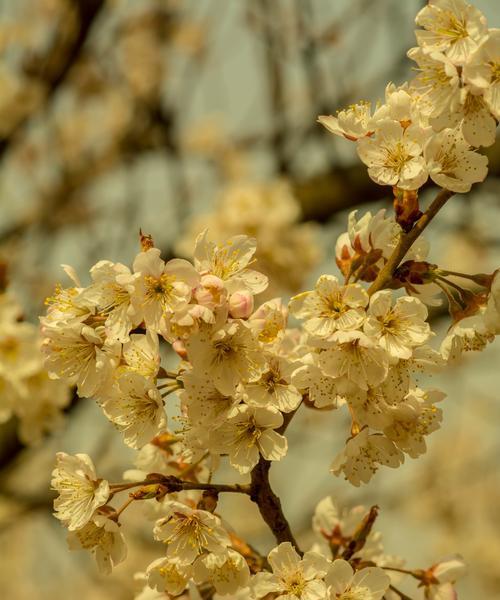 樱桃花代表什么？它的象征意义有哪些？