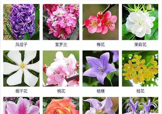 对子莲一年能开几次花？如何管理才能多次开花？