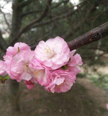 榆叶梅的花语是什么？它有哪些作用和功效？