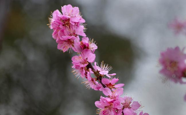 榆叶梅的花语是什么？它有哪些作用和功效？