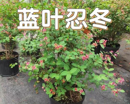 多年生木本花卉有哪些种类？如何选择适合的品种？