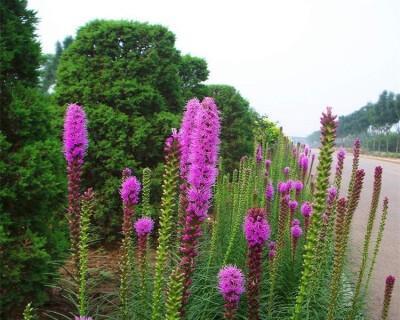 多年生宿根草本花卉有哪些种类？如何选择适合的花卉？