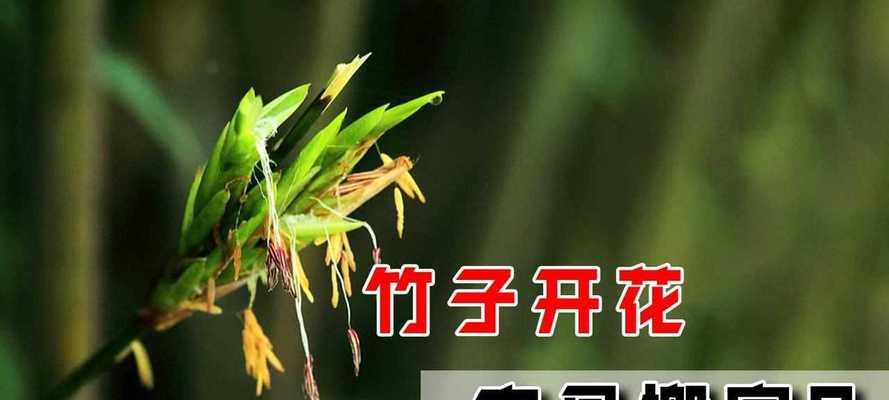 竹子为何会开花？开花背后的寓意是什么？