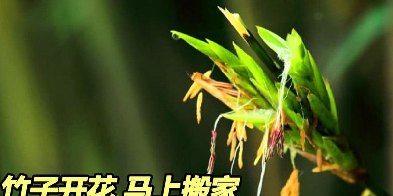 竹子开花预示着什么意思？竹子开花的含义和常见问题解答？