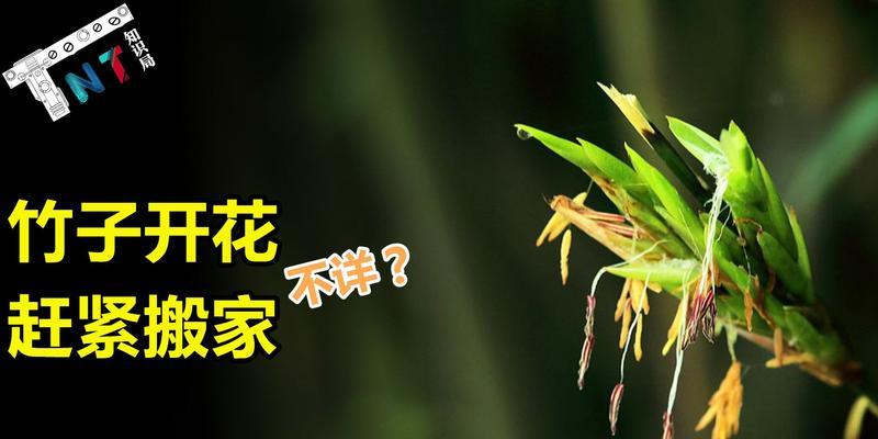 竹子开花预示着什么意思？竹子开花的含义和常见问题解答？