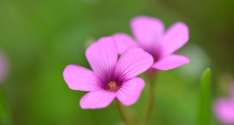 紫边碧玉椒草有什么作用？它的花语是什么？