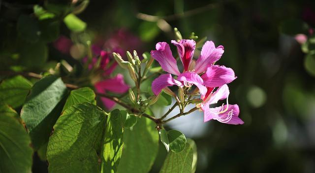 紫荆花象征哪个生肖？紫荆花与生肖的关联是什么？