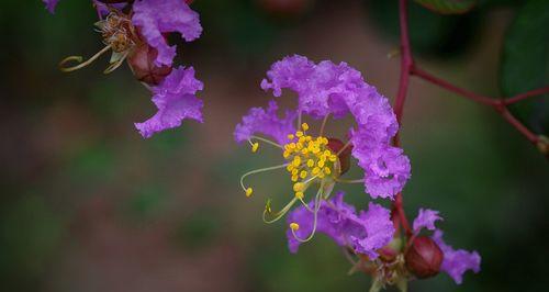 紫薇花的花语是什么？有哪些关于紫薇花的传说故事？