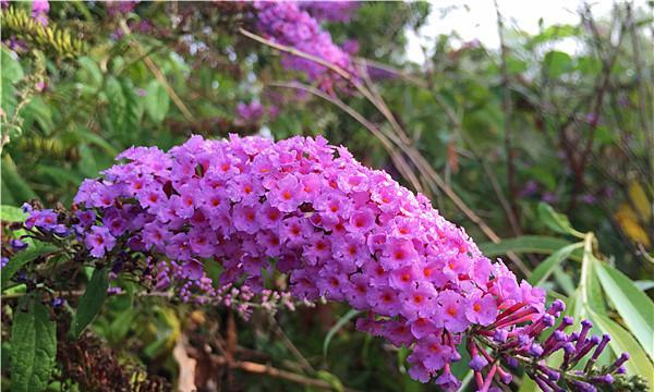 醉鱼草花语是什么？它代表了哪些美好寓意？