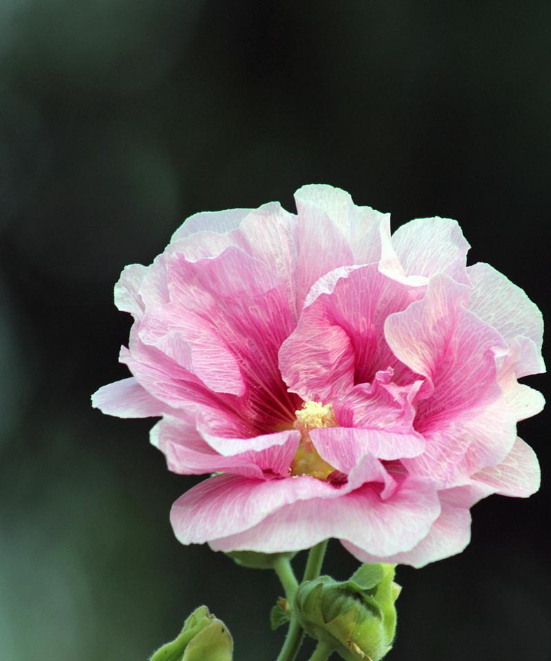 芙蓉花代表什么意思？芙蓉花的花语和象征意义是什么？