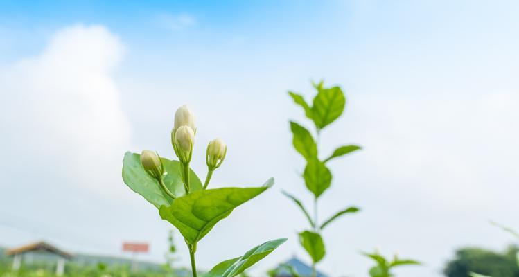 茉莉花的外观特征是什么？茉莉花象征着什么意义？