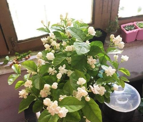 茉莉花代表什么意思？茉莉花的花语有哪些含义？