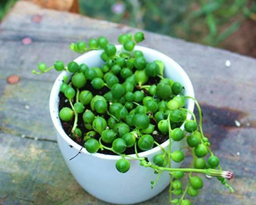 多肉植物根系发达吗？选择哪种花盆种植更合适？