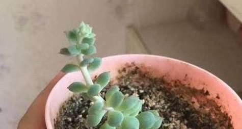 多肉植物根系发达吗？选择哪种花盆种植更合适？