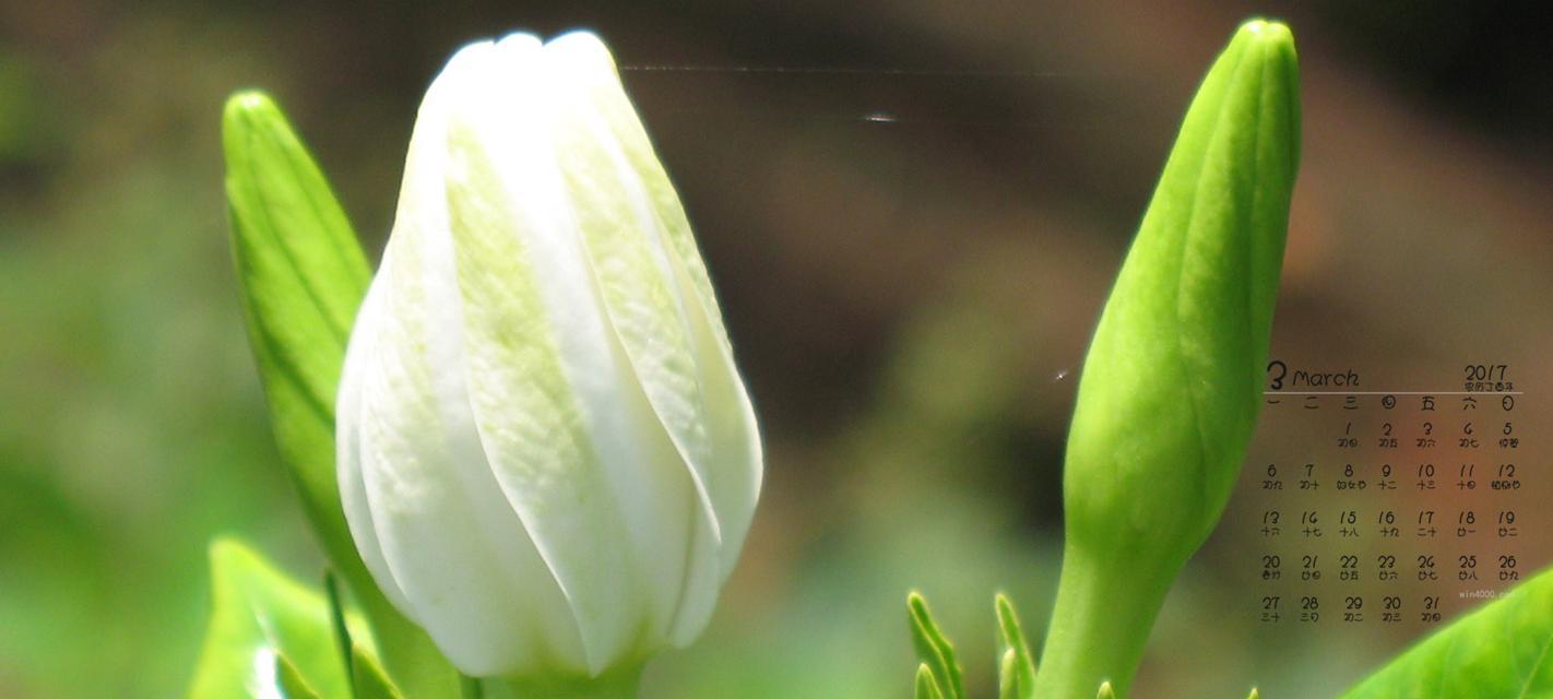 栀子花语代表什么意思？如何理解栀子花的象征意义？