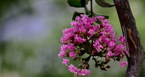 安阳市花紫薇花象征意义是什么？