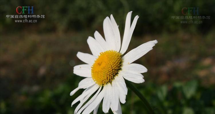 白晶菊开花代表什么？花语和寓意有哪些？