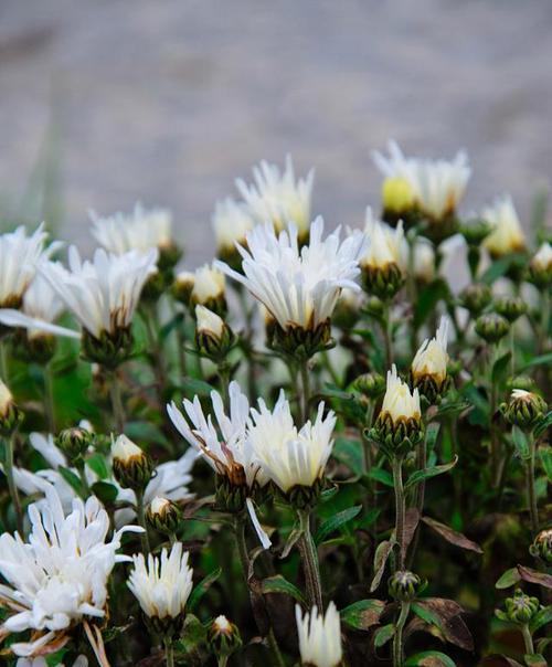 白菊花象征意义是什么？白菊花代表的含义有哪些？