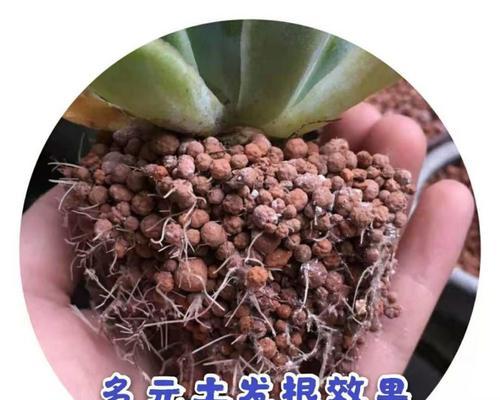 多肉土种植兰花可行吗？兰花种植的正确土壤是什么？