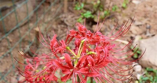 彼岸花的花语含义是什么？彼岸花代表了哪些情感？