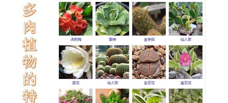 多肉植物喜阴还是喜阳光？如何正确养护？