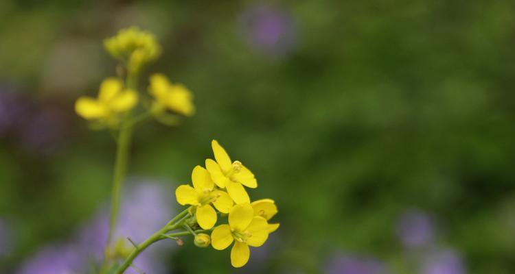 表示孤独的花花语是什么意思？如何理解孤独的花的含义？