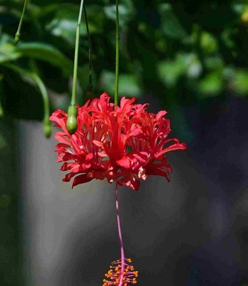 表示好运的花有哪些？花语中好运的花代表什么？