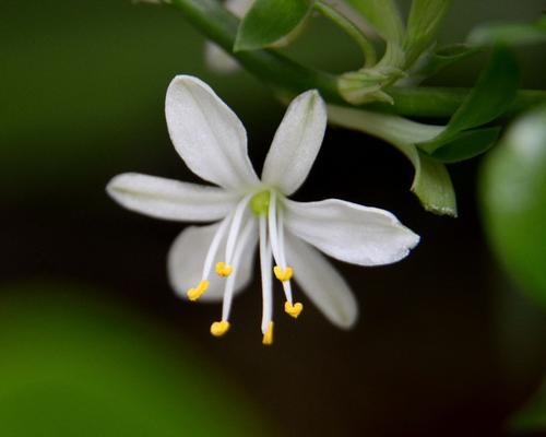 表示坚韧的花有哪些？花语中坚韧的花代表什么？