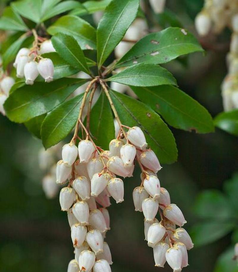 表示坚韧的花有哪些？花语中坚韧的花代表什么？